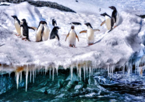 Penguins on ice. Photo from Wilderness Travel