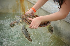 At this turtle farm, kids can pick up the turtles -- which can harm the animals. Photo from WSPA.