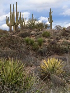 Saguaro cacti along a trail in the McDowell Sonoran Preserve, Scottsdale. Photo by Sheldon Clark