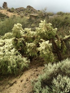 Cholla cacti along the Marcus Landslide Trail in Scottsdale. Photo by Sheldon Clark.