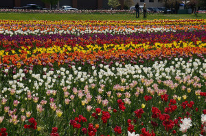 Dutch tulips: better than cave biking. Photo by Rachel Kramer on flickr.