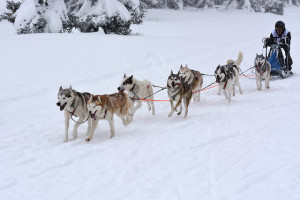 Dogsledding would be great without the dogs -- and the sled. Photo by buell 01 on flickr. 