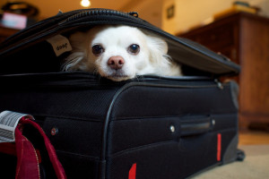 Always check contents of  bag before closing it up. Photo by Austin Kirk on flickr. 