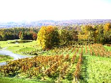 One of a hundred area wineries. Photo from VisitIthaca.com.