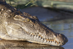 A crocodile is not something you want to meet up with in the Zambezi River. 