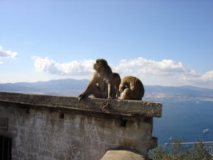 Two of those pesky Barbary macaques. Photo by Clark Norton