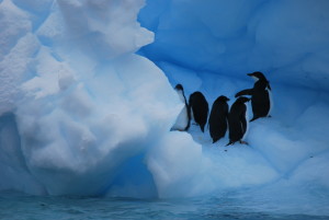Penguins on an Antarctic iceberg. Photo by Catharine Norton