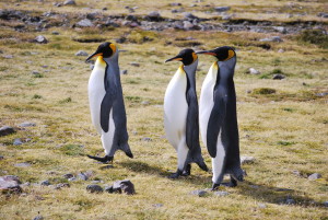 Penguins are funny creatures, especially when out for a walk or a run. Photo by Catharine Norton