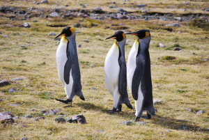 Walking is always a good option. Photo by Catharine Norton