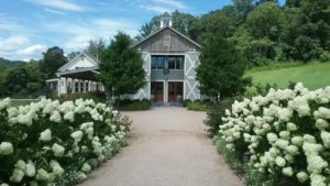 The path to the Pippin Hill Farm and Vineyards is lined with hydrangeas. Photo by Catharine Norton 