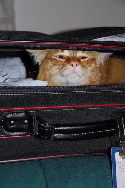 Be sure to check your suitcase before closing. Photo by Dwight Sipler on flickr.