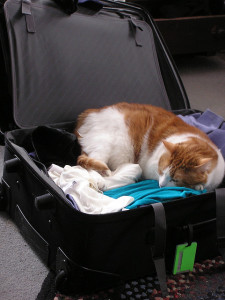 Cat ready to travel, but it was traumatic for all. 