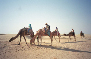 Camel riding is fine until you turn numb and get dust in your mouth. Photo by upyernoz on flickr.  