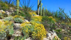 The desert in bloom viewed along Tucson's Agua Caliente Hill trail. 