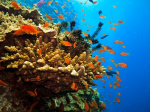 Explore Australia's Great Barrier Reef on Zicasso's Australian Family Adventure trip.