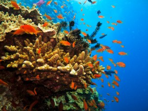 Avid divers will find the Great Barrier Reef something to be enthusiastic about. 