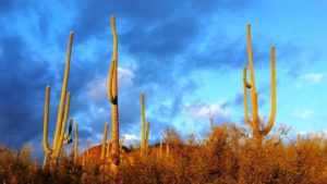 Saguaros along the Blackett's Ridge Trail. Photo by Bill Bens.