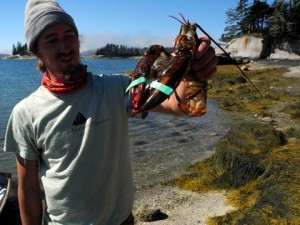 A crewman from the Nathaniel Bowditch holds up a lobster before an island lobster bake. Photo by Clark Norton