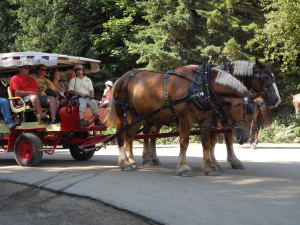 Horse-drawn carriage is the main mode of transport on Mackinac. Photo by Catharine Norton. 