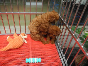 Cute Chinese puppies in Yichang, China. Photo by Catharine Norton