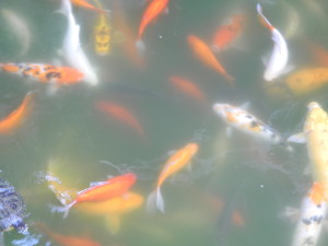 Koi swimming at Yu Yuan Gardens. Photo by Catharine Norton. 