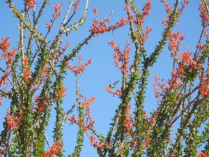 Flowering ocatillos add splashes of red to the desert landscape. Photo by Catharine Norton. 