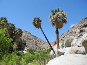 At the end of the Palm Canyon Trail lies a cooling palm oasis. Photo by Catharine Norton