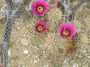 Cacti bloom annually in mid to late March. Photo by Catharine Norton