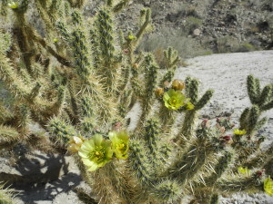 Don't get too close to this spiny cholla. Photo by Clark Norton