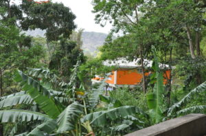 Lush Dominica. Photo by Clark Norton