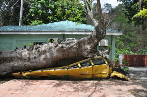 Baobab tree meets school bus; baobab wins. Photo by Amy El-Bassioni.