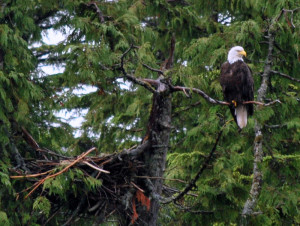 A bald eagle perched in a tree near Skagway. Photo by Catharine Norton