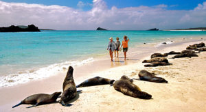 Sea lions on a Galapagos beach. Photo from Wilderness Travel. 