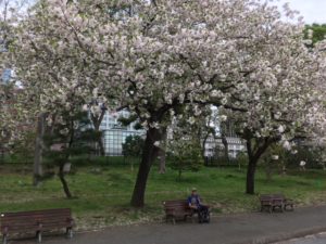 Some cherry trees still held their blossoms.