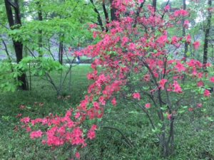 Spring in Japan means blossoms everywhere. 