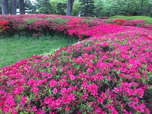 Azaleas blooming in Tokyo's Imperial Gardens.