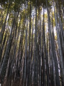The bamboo grove at Arashiyama