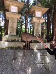 One of Nara Park's deer finds a convenient place to beg for food. 
