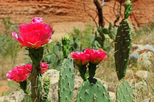 Beavertail cacti bloom in Kanab Creek, Grand Canyon National Park. Photo by Mitch Stevens.