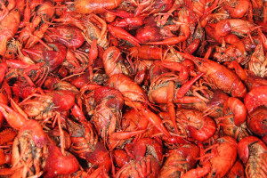 A mess o' crawfish.