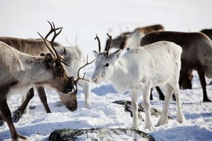 Reindeer in Finnish Lapland.  Photo from Visit Finland. 