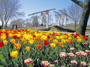 Spring tulips on Windmill Island are a highlights of a strop in Holland, Michigan. Photo by Dennis Cox/WorldViews.