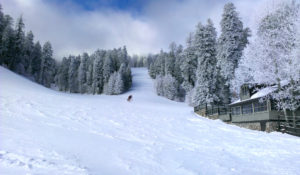 Mt. Lemmon's winter snows bring spring flowers