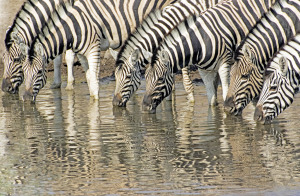 Burchell zebras in Namibia. Photo by Dennis Cox/ WorldViews