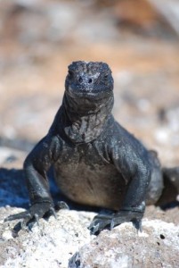 A friendly Galapagos iguana. Photo by Clark Norton