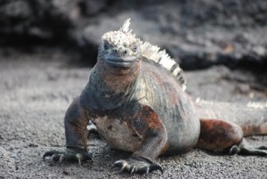 One of the Galapagos' most handsome gentlemen. Photo by Catharine Norton