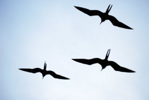 Frigate birds are a frequent sight in the Galapagos. Photo by Clark Norton. 