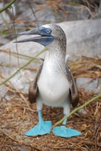 The ever-popular Galapagos Blue-footed Booby. Photo by Catharine Norton.