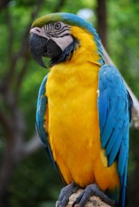 You might spot colorful bird life in the Pantanal. Photo by Clark Norton