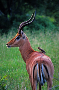 A male Impala hosts a bird on his back at Sabi Sands area private reserve near Kruger National Park South Africa. Photo by Dennis Cox/WorldViews